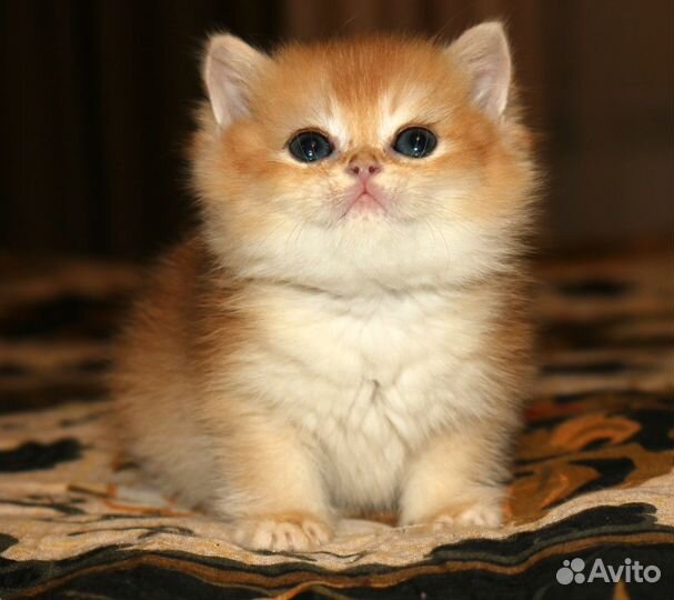 Девочка золотая британская шиншилла