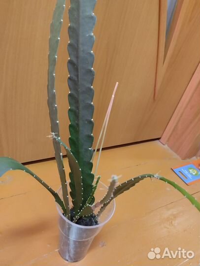 Комнатные сукуленты