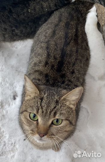 Ищем дом котику