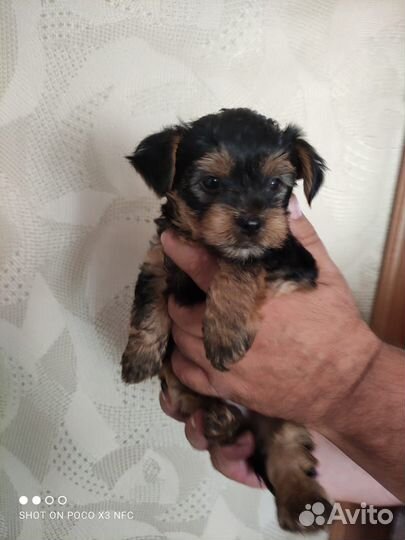 Йоркширский терьер щенки девочки