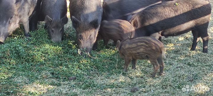 Дикие кабаны