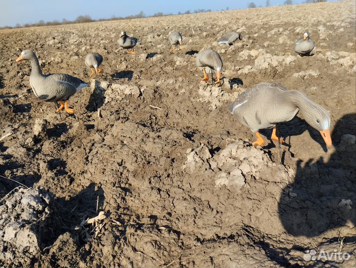 Чучела Белолобого гуся 3D XPE