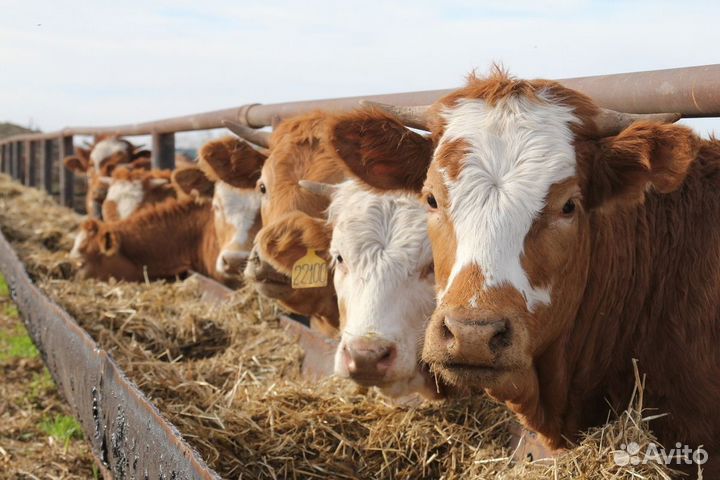 Продажа крс