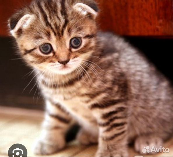 Котенок Вислоухий