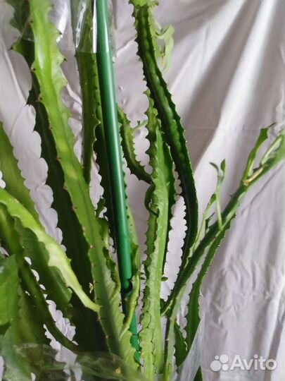 Комнатный цветок молочай