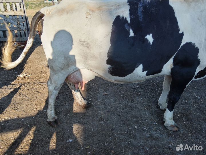 Корова дойная