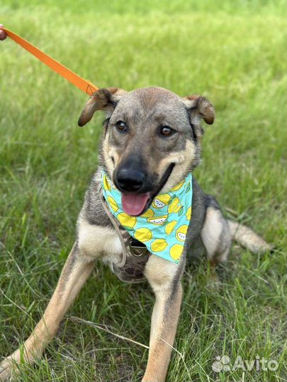 Солнечная малышка из приюта