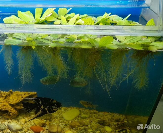 Аквариумные растения, улитки ампулярии