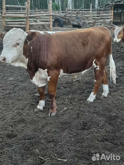 Быки на племя