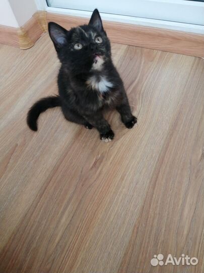 Котенок в дар бесплатно