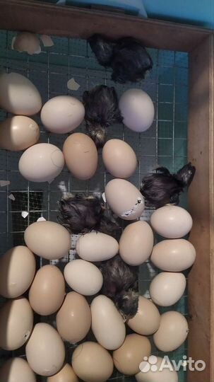 Цыплята Мехеленской кукушки