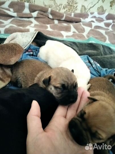 Собаки бесплатно