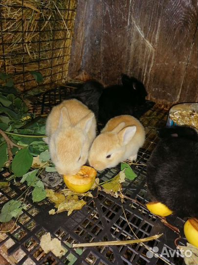 Кролики мясных пород