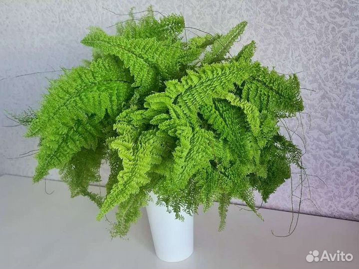 Папоротник нефролепис Fluffy Ruffles