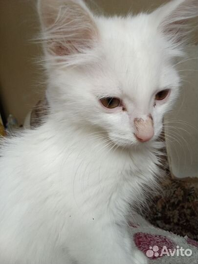 Котята в добрые руки даром бесплатно