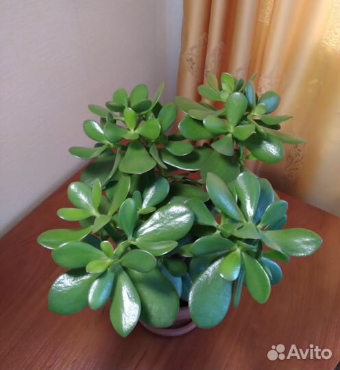 Денежное дерево (толстянка)