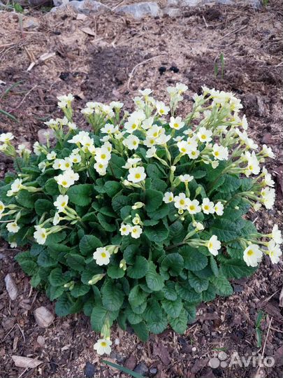 Рассада примула