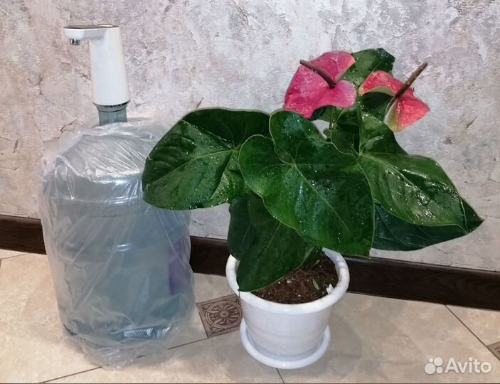 Коллекционные ароидные растения