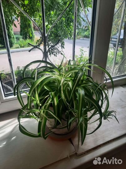 Хлорофитум кудрявый