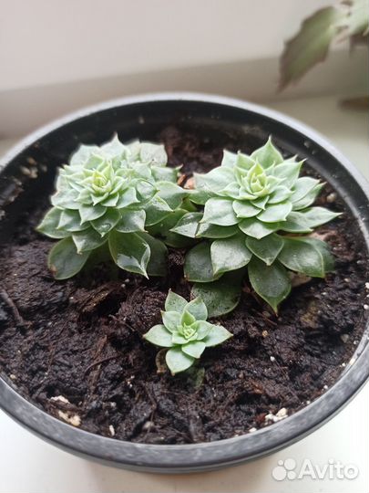 Суккуленты