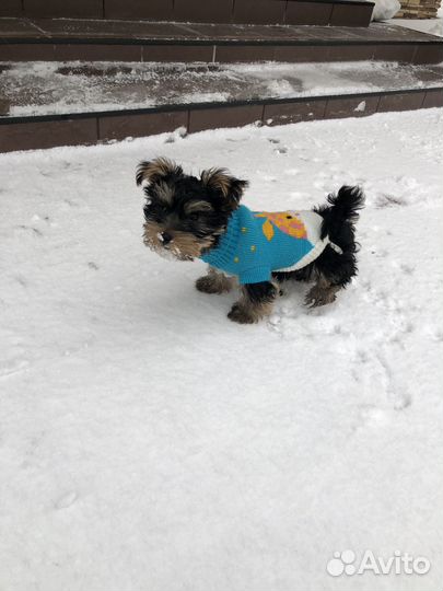 Свитер для собаки