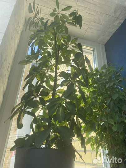 Шефлера вариегатная большая