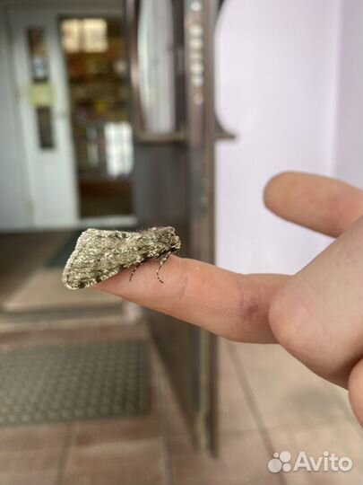 Матылек домашний