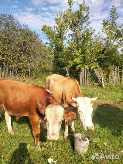 Корова бычек