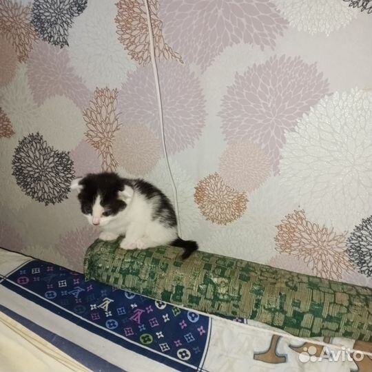 Пушистые друзья