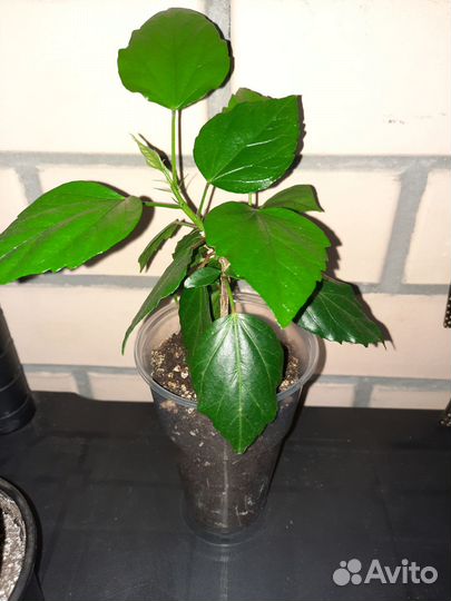 Гибискус китайская роза