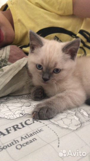 Британский котенок Мальчик