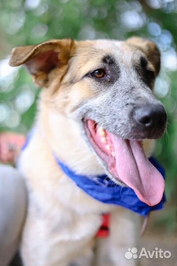 Малыш Микс в добрые руки