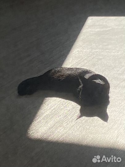 Отдам кошку