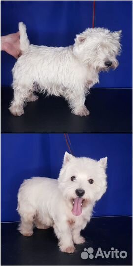 Породный тримминг Вест хайленд уайт терьеров