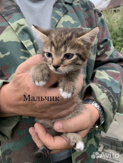 Котята в дар