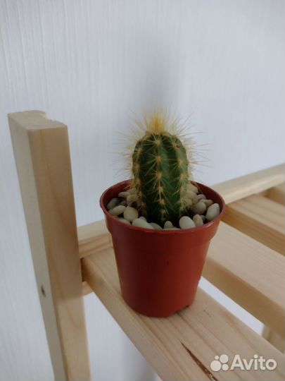 Кактусы и суккуленты