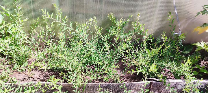 Спирея серая