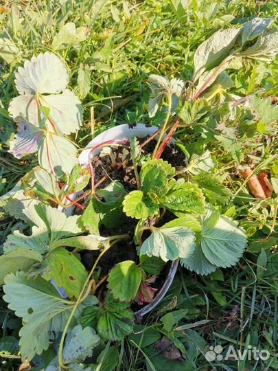 Саженцы виктории мурано