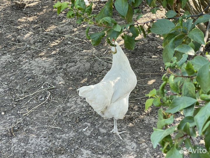 Продаю петуха и курочку породы Бресс Гальская