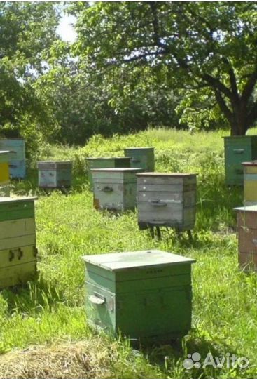 Продам пчелопакеты дадан и рут