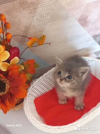Котята в добрые руки мальчик