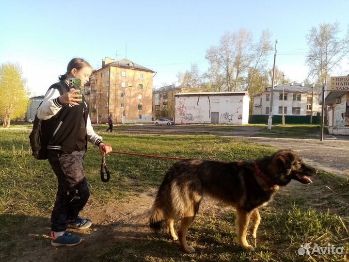 Выгул собак