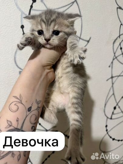 Шотландские котята