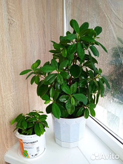 Фикус,Макломе