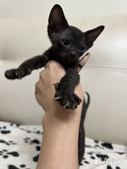 Котята сфинкса браши