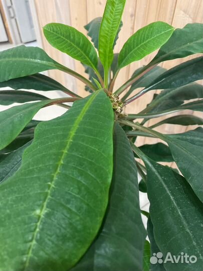 Молочай рогатый