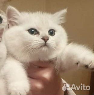 Британская серебристая шиншилла котята