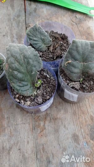 Фиалки продажа. Глоксинии