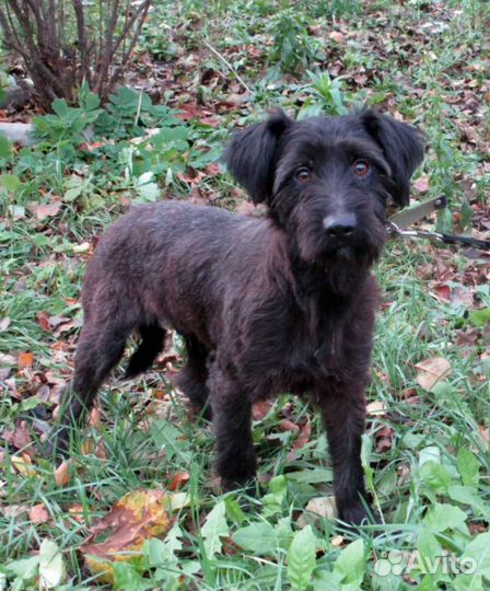 Ризеншнауцер