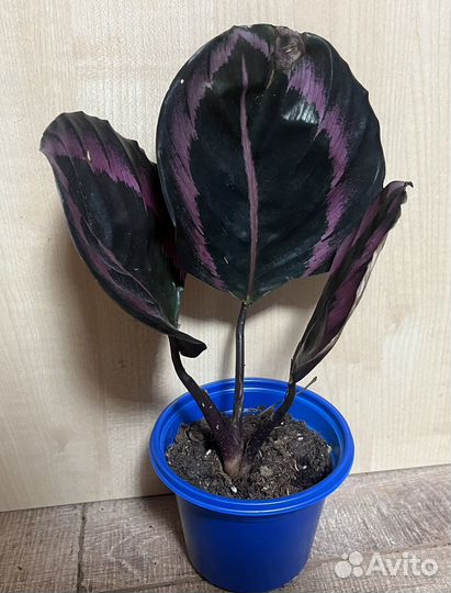 Фикус лирата, калатея дотти, стрелиция регина